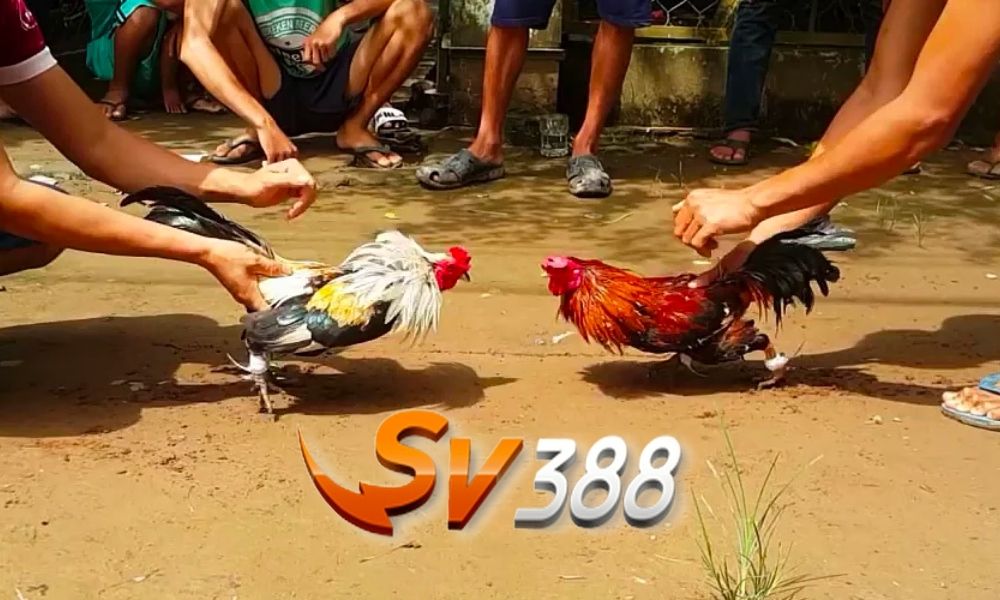 SV388 Trực Tiếp - Cổng game cá cược đá gà Campuchia